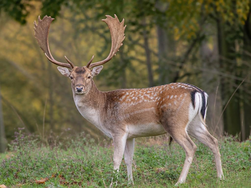 Fallow deer buck with broad palmate antlers in a woodland meadow